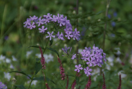 Phlox paniculata bestellen